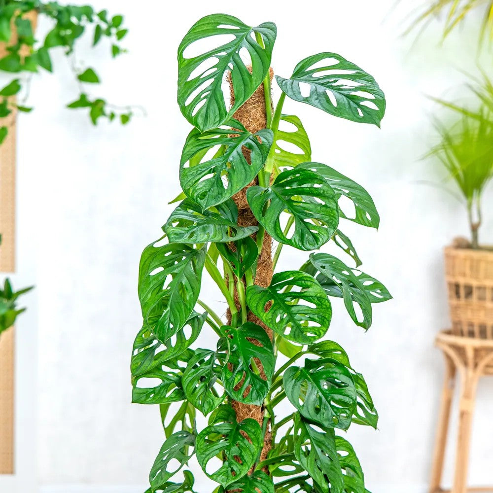 Planta de interior Monstera Obliqua, 160 cm, specie rara cu frunze perforate, aspect exotic si elegant, pe suport