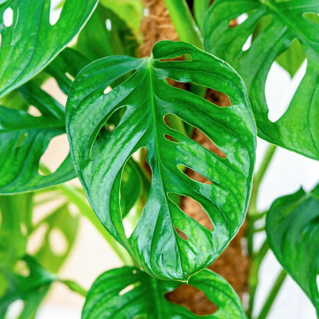 Planta de interior Monstera Obliqua, specie rara cu frunze perforate, aspect exotic si elegant, pe suport, 160 cm