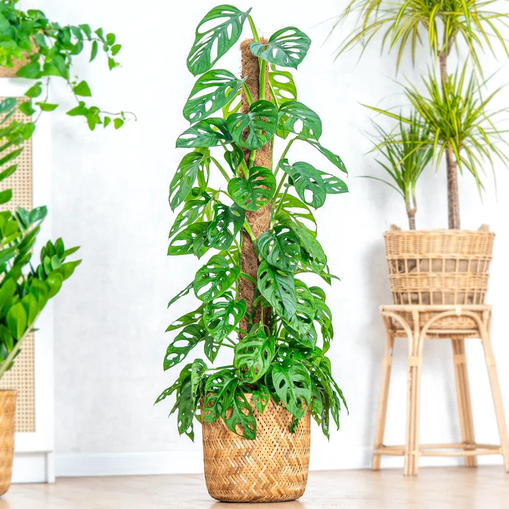 Planta de interior Monstera Obliqua, 160 cm, specie rara cu frunze perforate, aspect exotic si elegant, pe suport