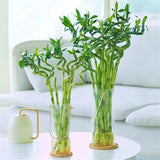 Bambus Ondulat Lucky/Norocos Spiral, 50 cm, planta decorativa de interior Feng Shui, usor de ingrijit, simbol al norocului, ideal pentru cadou