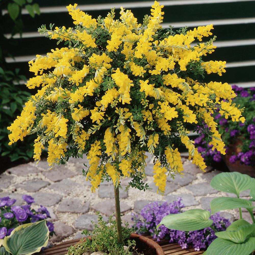 Genista spachiana Copacel, arbore ornamental cu flori galbene, coroana eleganta, pentru soare si terasa