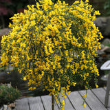 Genista spachiana Copacel, arbore ornamental cu flori galbene, coroana eleganta, pentru soare si terasa