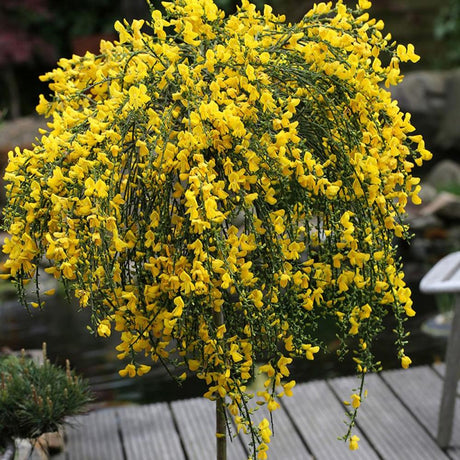Genista spachiana Copacel, arbore ornamental cu flori galbene, coroana eleganta, pentru soare si terasa