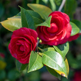 Camellia Japonica de gradina, arbust vesnic verde cu flori rosii elegante, pentru semiumbra si sol acid