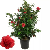 Camellia Japonica de gradina, arbust vesnic verde cu flori rosii elegante, pentru semiumbra si sol acid