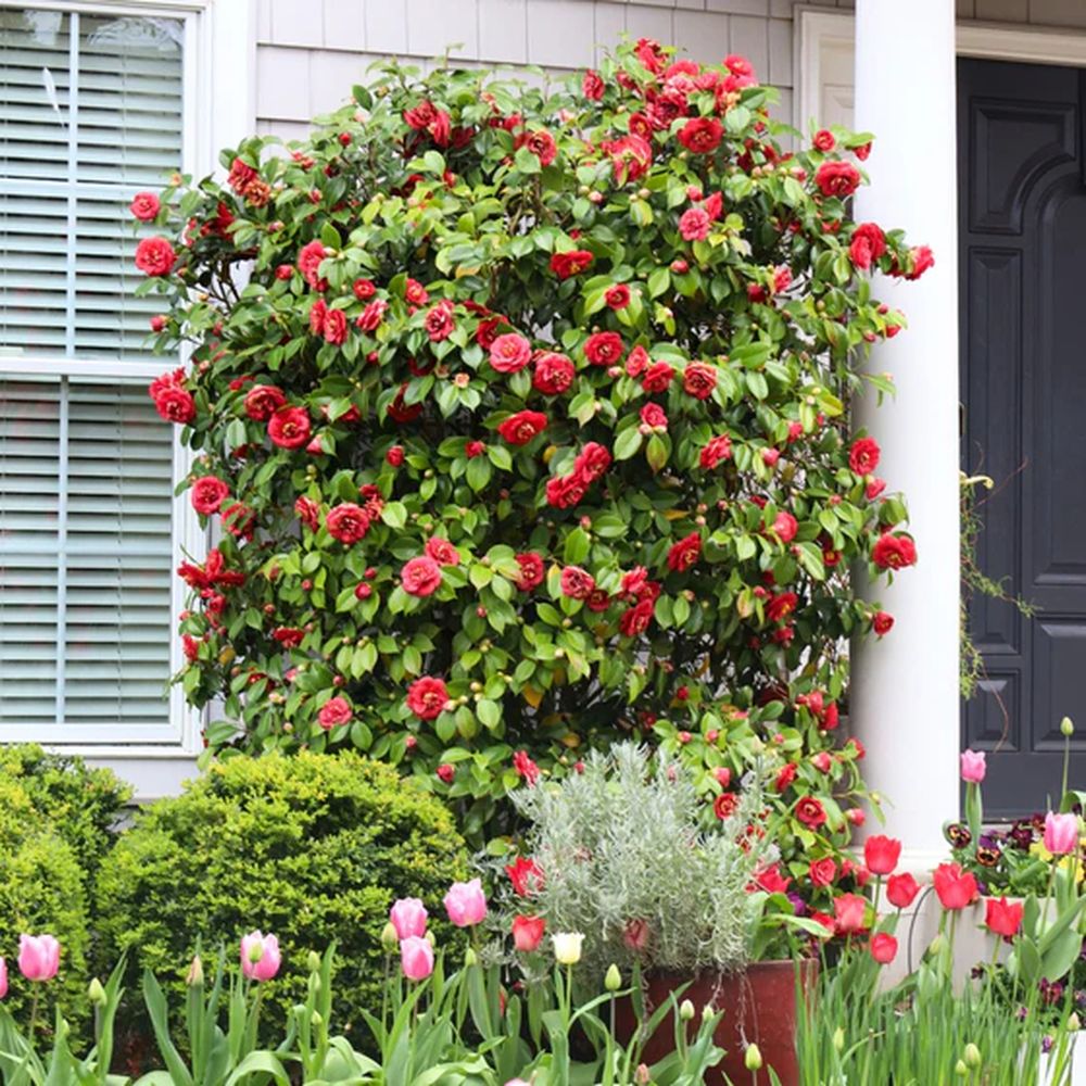 Camellia Japonica de gradina, arbust vesnic verde cu flori rosii elegante, pentru semiumbra si sol acid