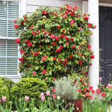 Camellia Japonica de gradina, arbust vesnic verde cu flori rosii elegante, pentru semiumbra si sol acid