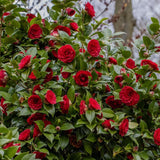 Camellia Japonica de gradina, arbust vesnic verde cu flori rosii elegante, pentru semiumbra si sol acid