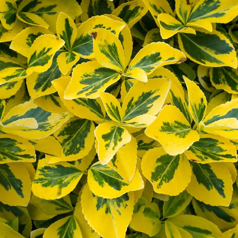 Salba Japoneza Euonimus fortunei Emerald'n Gold Copacel, vesnic verde cu frunze variegate, frunzis galben-verde, rezistent la ger