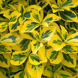 Salba Japoneza Euonimus fortunei Emerald'n Gold Copacel, vesnic verde cu frunze variegate, frunzis galben-verde, rezistent la ger