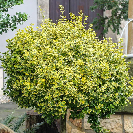 Salba Japoneza Euonimus fortunei Emerald'n Gold Copacel, vesnic verde cu frunze variegate, frunzis galben-verde, rezistent la ger