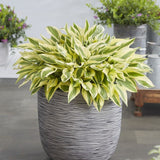 Crin de Toamna Bobcat (Hosta), frunzis spectaculos mari, planta perena pentru umbra si semiumbra