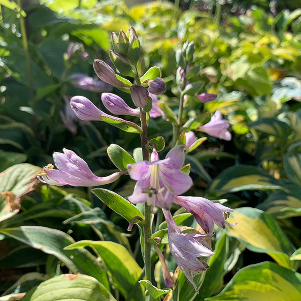 Crin de Toamna Bobcat (Hosta), frunzis spectaculos mari, planta perena pentru umbra si semiumbra