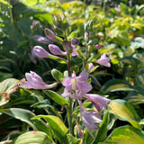 Crin de Toamna Bobcat (Hosta), frunzis spectaculos mari, planta perena pentru umbra si semiumbra