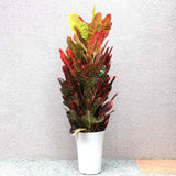 Croton Codiaeum Variegatum Excellent, 65 cm, planta de apartament decorativa cu frunze verzi galbene-portocalii multicolore