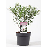 Daphne Sweetheart, Printesa parfumului, cel mai parfumat arbust vesnic verde din lume, flori roz intens