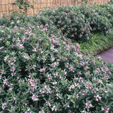 Daphne Sweetheart, Printesa parfumului, cel mai parfumat arbust vesnic verde din lume, flori roz intens
