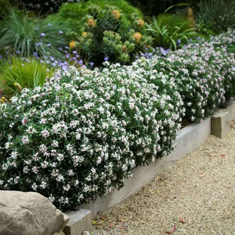 Daphne Sweetheart, Printesa parfumului, cel mai parfumat arbust vesnic verde din lume, flori roz intens