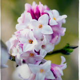 Daphne Jacqueline Postill, Daphne Jacqueline Postill, arbust parfumat vesnic verde cu flori roz si albe, inflorire timpurie
