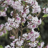 Daphne Jacqueline Postill, Daphne Jacqueline Postill, arbust parfumat vesnic verde cu flori roz si albe, inflorire timpurie