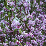 Daphne Jacqueline Postill, Daphne Jacqueline Postill, arbust parfumat vesnic verde cu flori roz si albe, inflorire timpurie