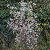 Daphne Jacqueline Postill, Daphne Jacqueline Postill, arbust parfumat vesnic verde cu flori roz si albe, inflorire timpurie