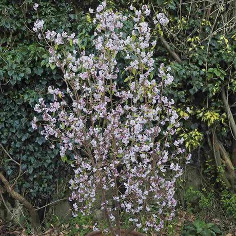 Daphne Jacqueline Postill, Daphne Jacqueline Postill, arbust parfumat vesnic verde cu flori roz si albe, inflorire timpurie