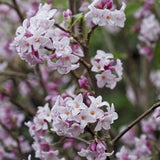 Daphne Jacqueline Postill, Daphne Jacqueline Postill, arbust parfumat vesnic verde cu flori roz si albe, inflorire timpurie