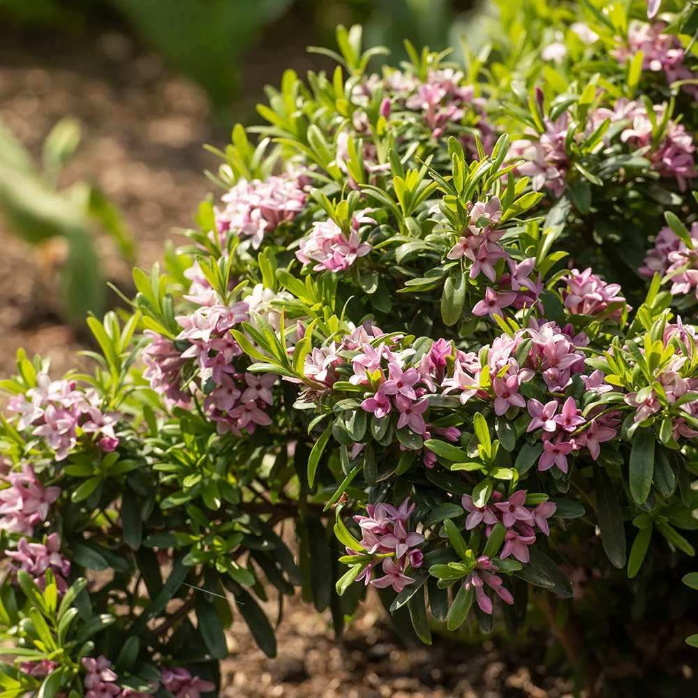 Daphne Perfume Pink Fragrance, Printesa parfumului, cel mai parfumat arbust din lume, flori roz, inflorire indelungata