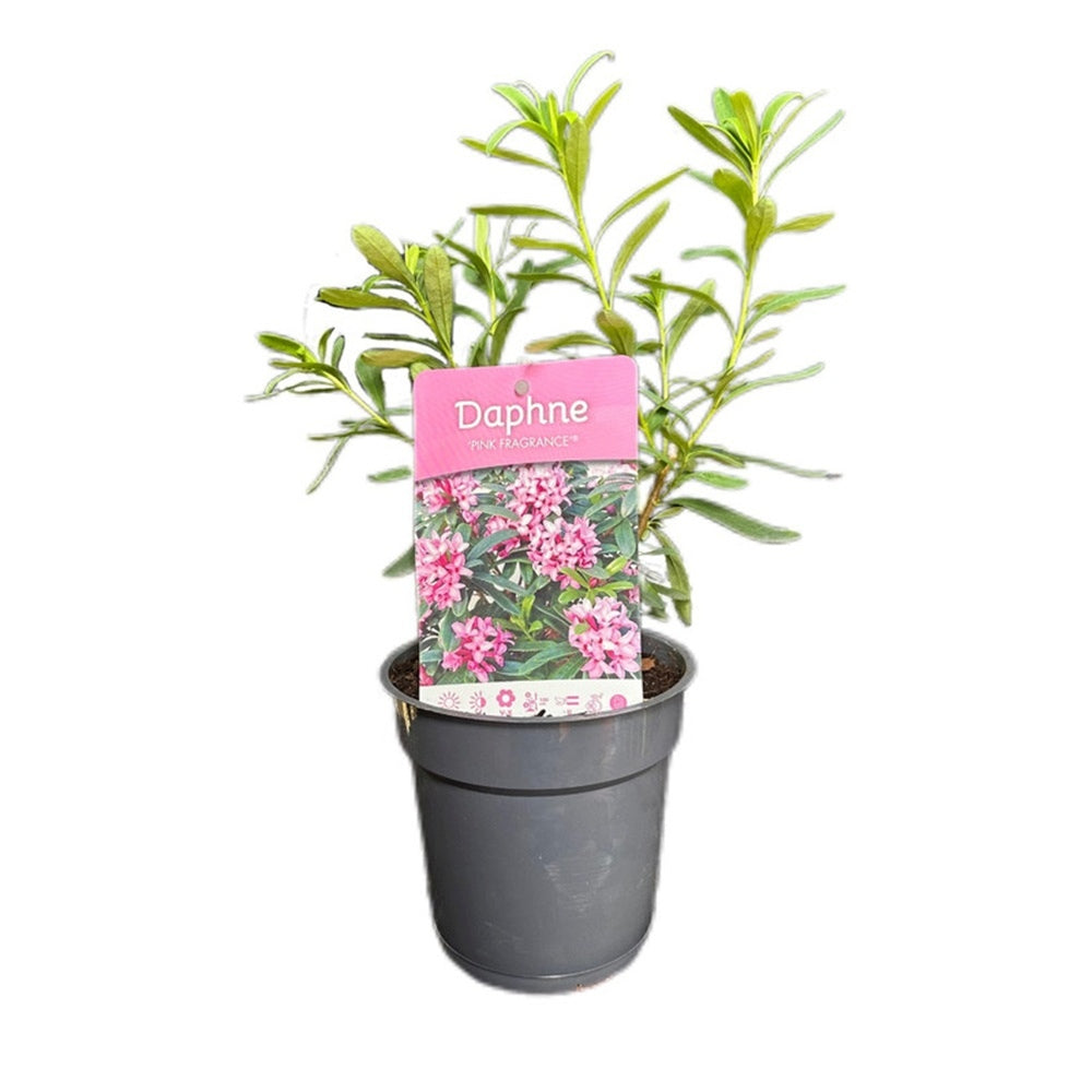 Daphne Perfume Pink Fragrance, Printesa parfumului, cel mai parfumat arbust din lume, flori roz, inflorire indelungata