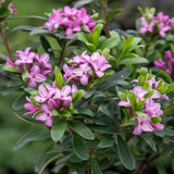 Daphne Perfume Pink Fragrance, Printesa parfumului, cel mai parfumat arbust din lume, flori roz, inflorire indelungata