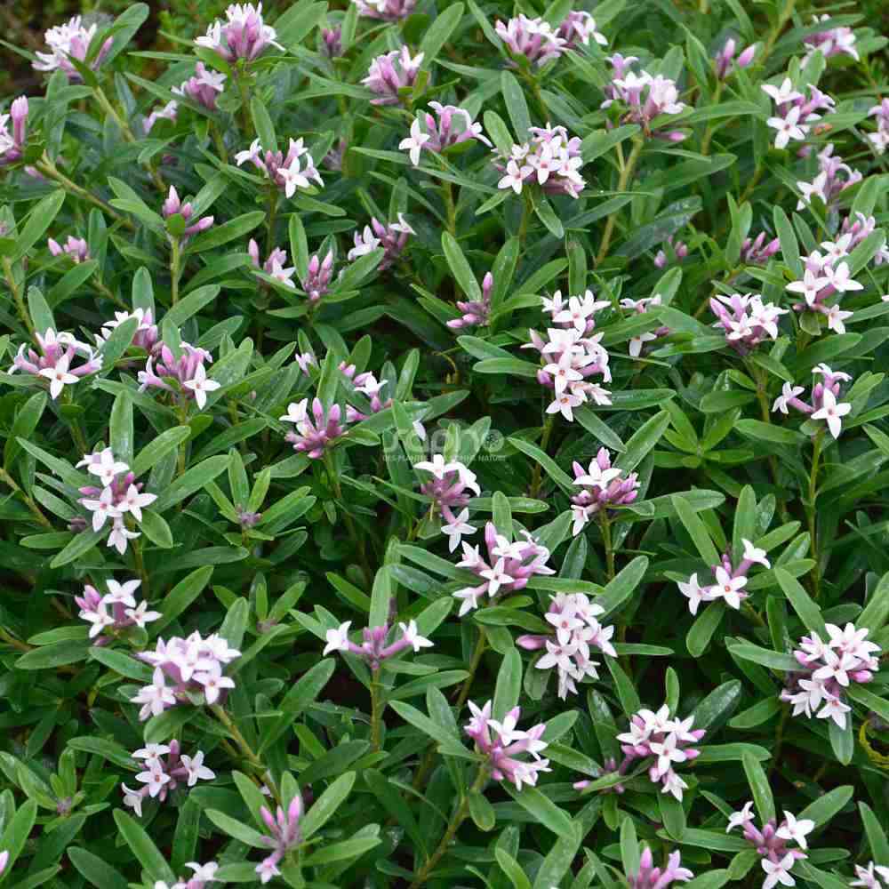 Daphne Perfume Pink Fragrance, Printesa parfumului, cel mai parfumat arbust din lume, flori roz, inflorire indelungata