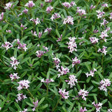 Daphne Perfume Pink Fragrance, Printesa parfumului, cel mai parfumat arbust din lume, flori roz, inflorire indelungata