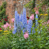 Nemtisor (Delphinium) Sky Blue White Bee, planta perena de gradina, cu flori bleu si centru alb