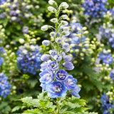 Nemtisor (Delphinium) Sky Blue White Bee, planta perena de gradina, cu flori bleu si centru alb
