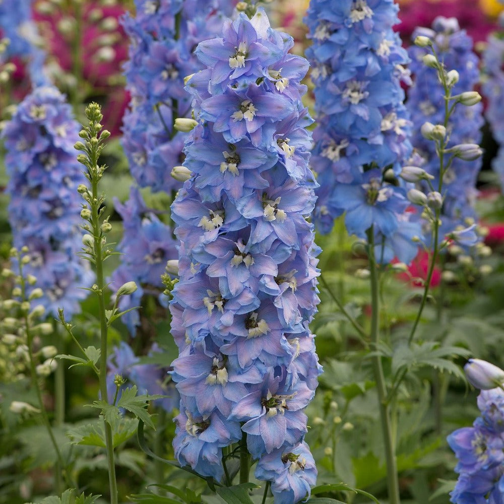 Nemtisor (Delphinium) Sky Blue White Bee, planta perena de gradina, cu flori bleu si centru alb