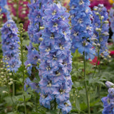 Nemtisor (Delphinium) Sky Blue White Bee, planta perena de gradina, cu flori bleu si centru alb
