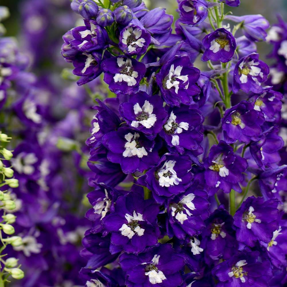 Nemtisor (Delphinium) Magic Fountains Darkblue White bee, planta perena pe tije inalte cu flori albastru inchis, inflorire iunie-iulie, rezistent la -25°C