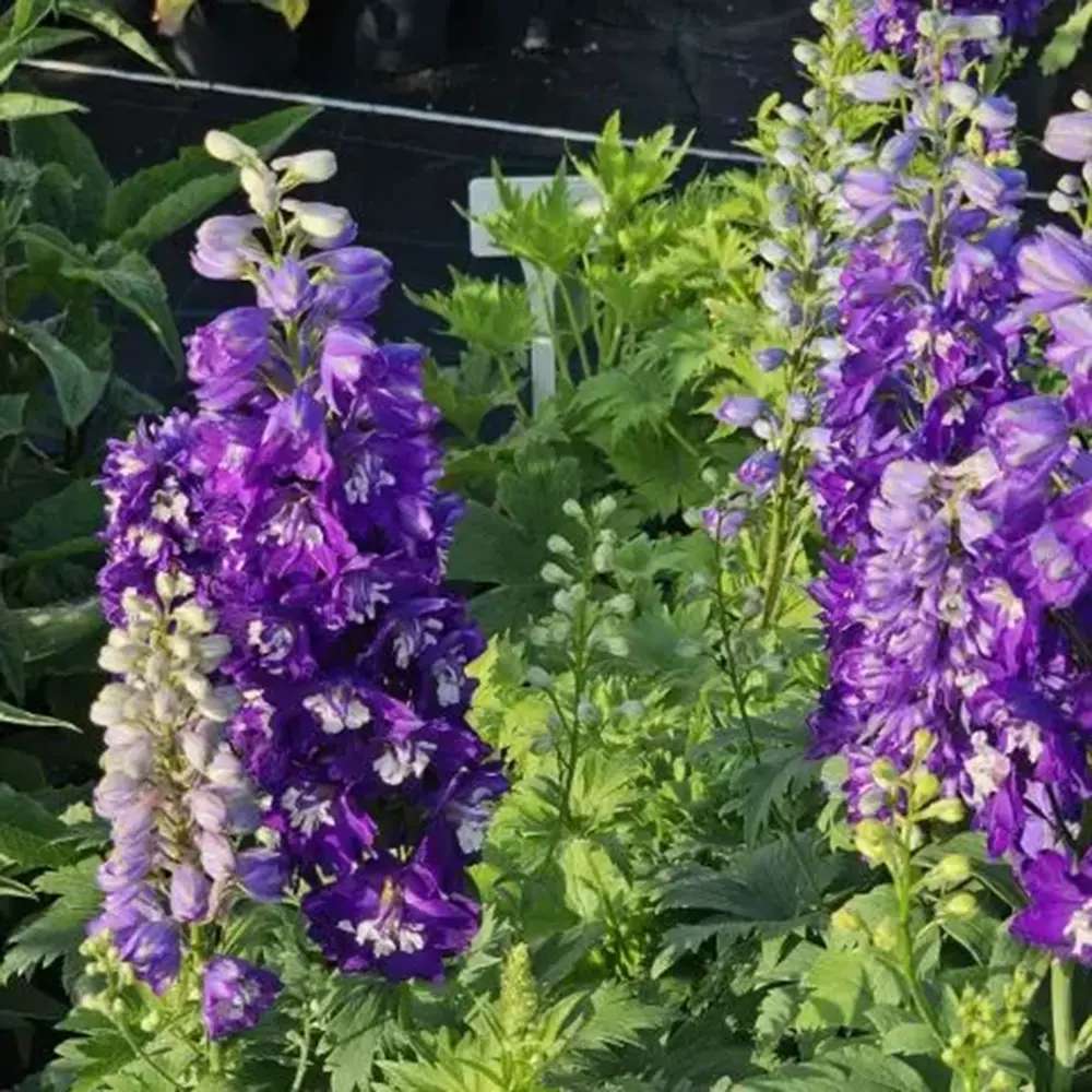 Nemtisor (Delphinium) Magic Fountains Darkblue White bee, planta perena pe tije inalte cu flori albastru inchis, inflorire iunie-iulie, rezistent la -25°C
