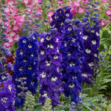 Nemtisor (Delphinium) Magic Fountains Darkblue White bee, planta perena pe tije inalte cu flori albastru inchis, inflorire iunie-iulie, rezistent la -25°C
