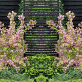 Deutzia Strawberry Fields, cu flori roz intens si parfum placut - VERDENA-40 cm inaltime, livrat in ghiveci de 3 l