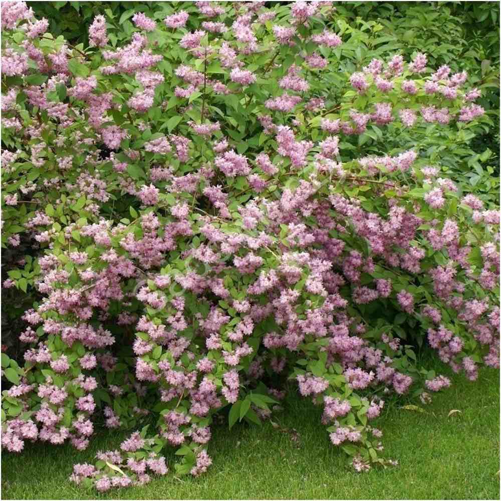 Deutzia Strawberry Fields, cu flori roz intens si parfum placut - VERDENA-40 cm inaltime, livrat in ghiveci de 3 l