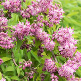 Deutzia Strawberry Fields, cu flori roz intens si parfum placut - VERDENA-40 cm inaltime, livrat in ghiveci de 3 l