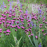 Garofita de camp (Dianthus carthusianorum), planta perena cu flori roz-purpurii pentru borduri si gradini naturaliste