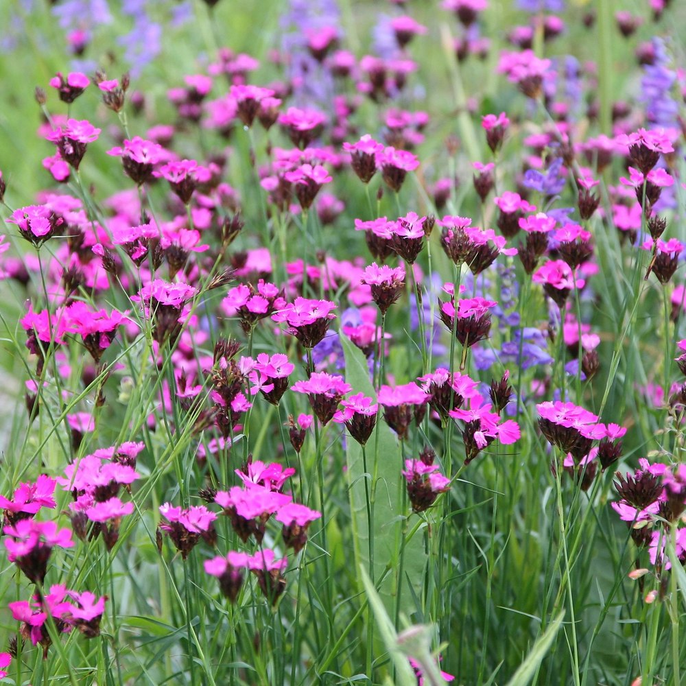 Garofita de camp (Dianthus carthusianorum), planta perena cu flori roz-purpurii pentru borduri si gradini naturaliste