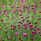 Garofita de camp (Dianthus carthusianorum), planta perena cu flori roz-purpurii pentru borduri si gradini naturaliste