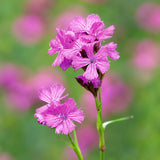 Garofita de camp (Dianthus carthusianorum), planta perena cu flori roz-purpurii pentru borduri si gradini naturaliste