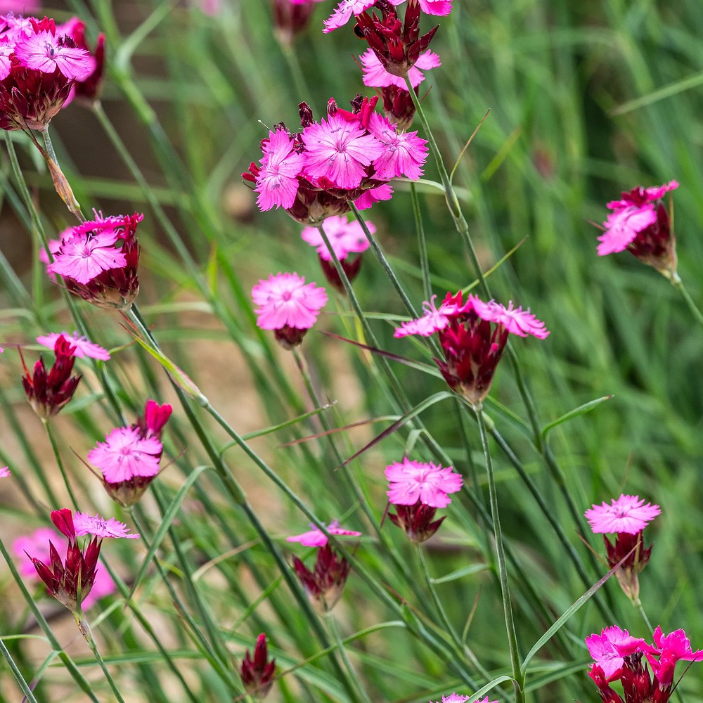 Garofita de camp (Dianthus carthusianorum), planta perena cu flori roz-purpurii pentru borduri si gradini naturaliste