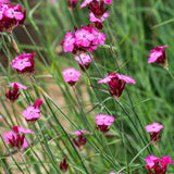 Garofita de camp (Dianthus carthusianorum), planta perena cu flori roz-purpurii pentru borduri si gradini naturaliste