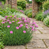 Garofita de gradina (Dianthus deltoides)  Rosea, planta perena cu flori roz pentru borduri si stancarii